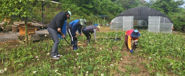 귀농·귀촌 전에 농촌 생활을 미리 경험해보고 지역민과 교류하는 기회를 제공하는 프로그램에 참여한 도시민들이 임산물 밭체험을 하고 있는 모습.